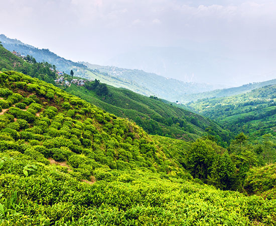 The Aromatic Happy Valley Tea Estate